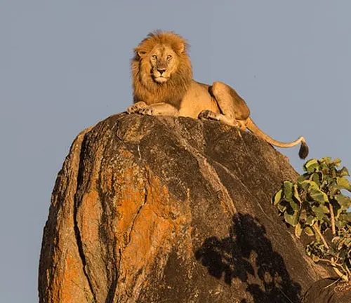 A Northeast Congo Lion with a majestic coat sits atop a massive rock, exuding strength and grace.