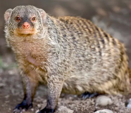 An Egyptian Mongoose, a small animal with fur, standing on the ground.