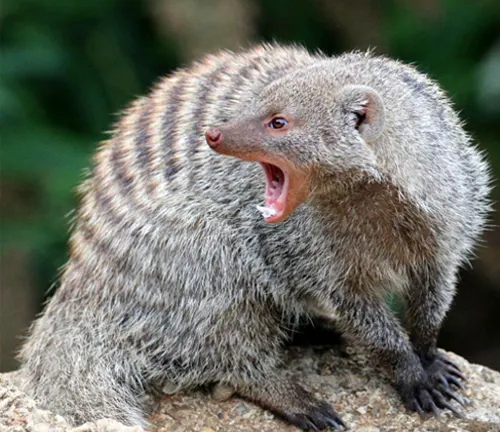 A Banded Mongoose with its mouth open, revealing its teeth - a small animal displaying its physical characteristics.