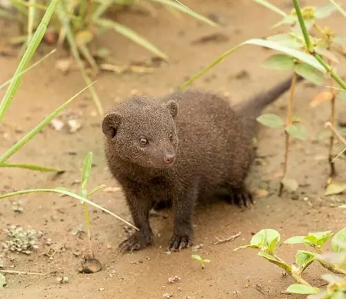 A tiny brown Dwarf Mongoose in muddy surroundings.
