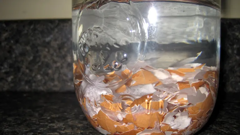 A glass jar on a kitchen counter partially filled with water and submerged broken eggshells, known as 'eggshell tea,' a homemade calcium-rich solution for plants.
