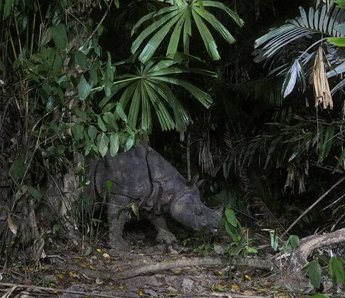  In the darkness of the jungle, a Javan rhinoceros, known for its herbivorous lifestyle, walks.