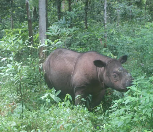 A solitary Sumatran Rhinoceros in the jungle, showcasing its majestic presence amidst the lush greenery.