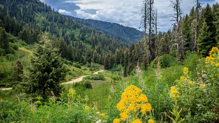 Lush green valley with a dirt road winding through dense coniferous trees, highlighted by wildflowers in the foreground, under a sky with dynamic cloud cover.