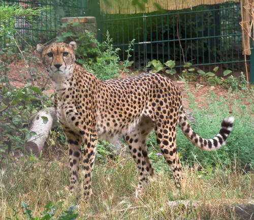 A Southeast African Cheetah, a wild predator known for its speed and agility, roaming freely in its natural habitat.