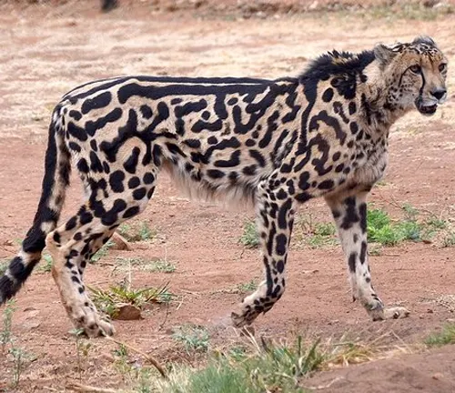 King cheetah walking in the savannah, displaying its unique coat pattern of large, irregular spots and stripes.