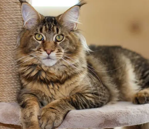 A Maine Coon cat perched on a scratching post, showcasing its temperament and personality.