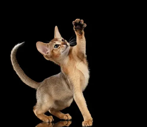 An Abyssinian cat playfully reaches up, displaying the agility and curiosity of this Oriental Shorthair breed.