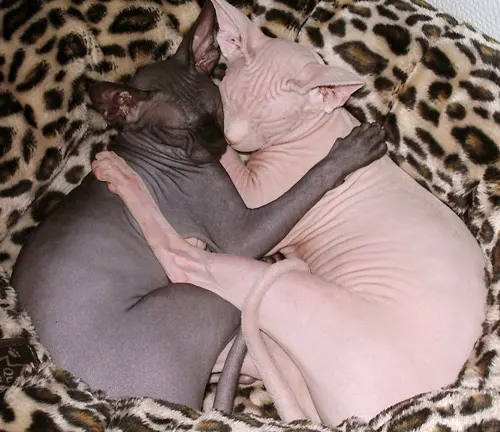 A hairless "Sphynx Cat" with a loving expression, seeking affection from its owner.