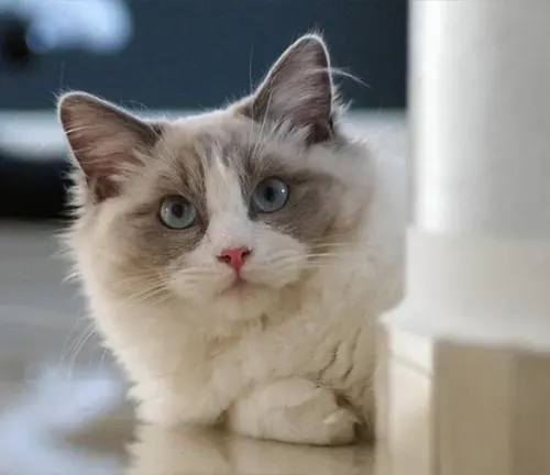 A fluffy feline with blue eyes, known for its loving nature and tendency to go limp when held.