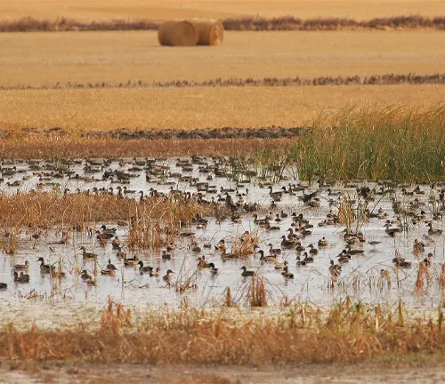 A flock of Mallard Ducks in a marsh near a hay field during migration.