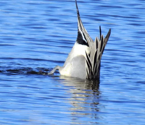"Northern Pintail feeding in shallow water, dipping its long neck to reach aquatic plants and small invertebrates."