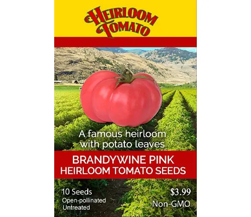 A seed packet for Brandywine Pink Heirloom Tomato with a picture of a large, lobed tomato, featuring text for "A famous heirloom with potato leaves," pricing, and the non-GMO, open-pollinated qualities of the seeds.