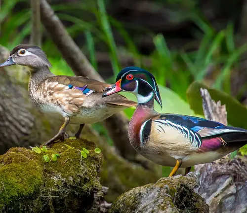  "Colorful wood duck swimming in a calm pond surrounded by lush green vegetation."