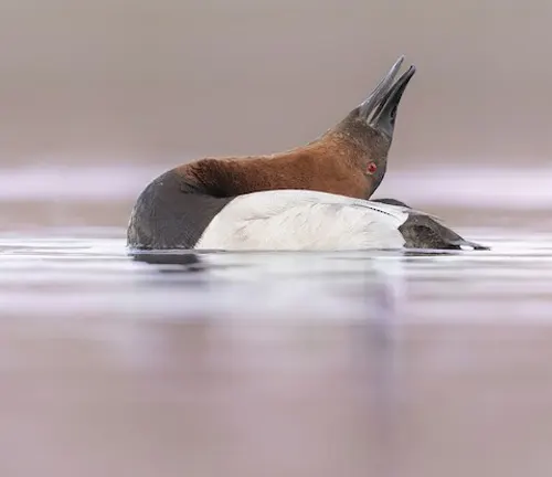 Canvasback Duck swimming on calm water with its distinctive red head and white body.