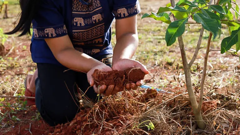 A person in a blue traditional garment is kneeling on the ground, cupping reddish-brown soil in their hands near the base of a young tree with dry grass around it.