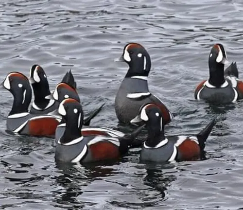 A social group of Harlequin ducks swimming together in the water.