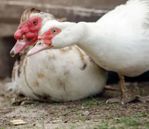 Pair of white Muscovy ducks with vibrant red beaks standing together.