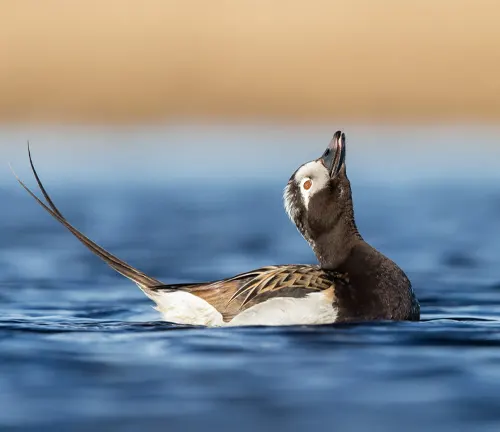 A Long-tailed Duck swimming in water, with a long beak.