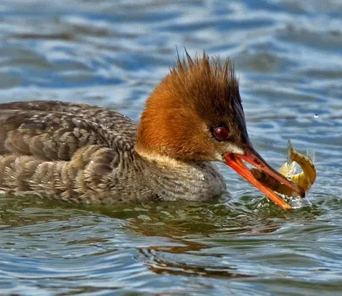A Common Merganser duck, with vibrant red feathers, holds a fish in its beak, showcasing its feeding habits.
