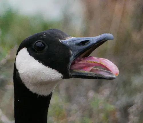  A close-up of a Canada Goose with its distinctive black head and white chinstrap.