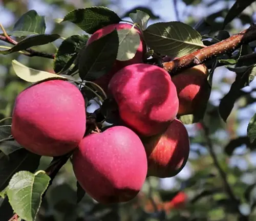 A cluster of dark red apples on a branch, with a backdrop of green leaves and a clear blue sky.
