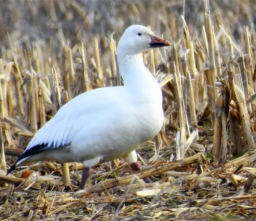 White goose walking through dry cornfield, primary food sources snow goose.