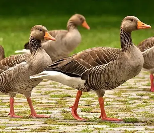 Greylag Geese in a social structure walking on pavement.