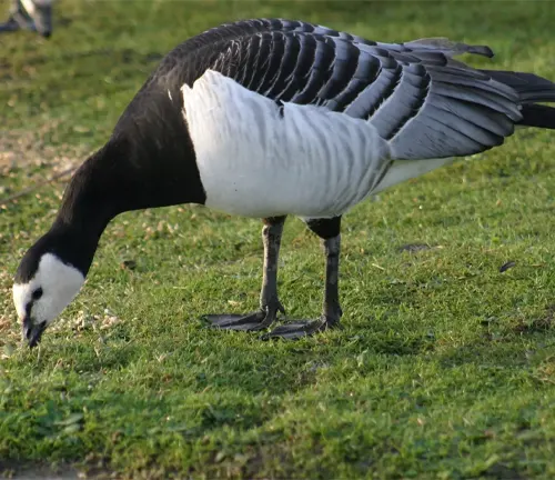 A Barnacle Goose eating grass on the grass.