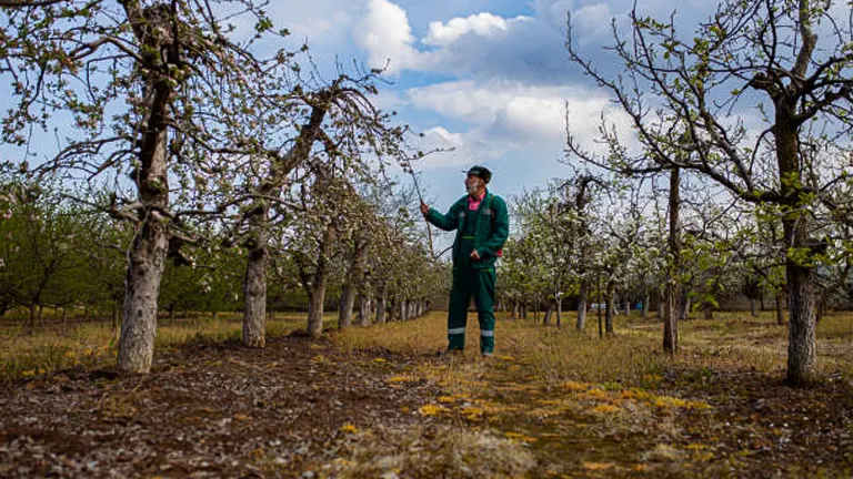 A person in a green jumpsuit and hat inspecting a branch in an orchard with blooming trees, under a partly cloudy sky, suggesting agricultural work during springtime.