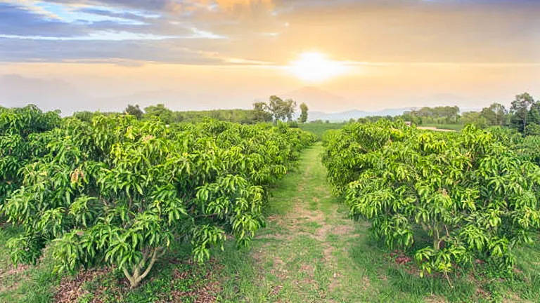 A picturesque mango orchard at sunset with rows of mango trees, a path leading through them, and mountains in the distance under a soft, colorful sky.