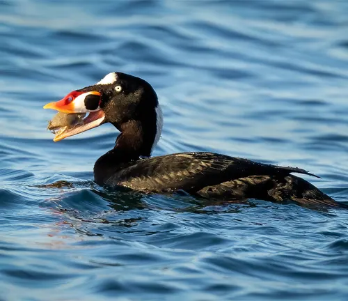 Black and white Surf Scoter Duck with orange beak swimming in ocean.