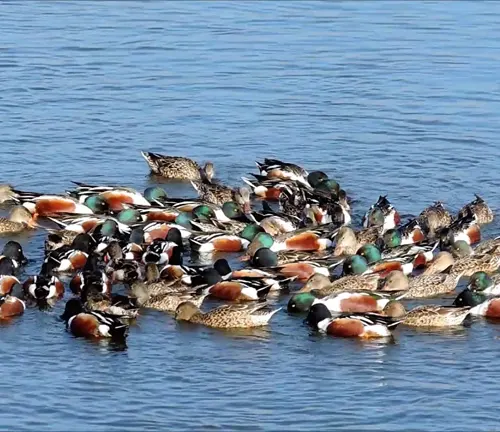 A group of ducks paddling in the water.