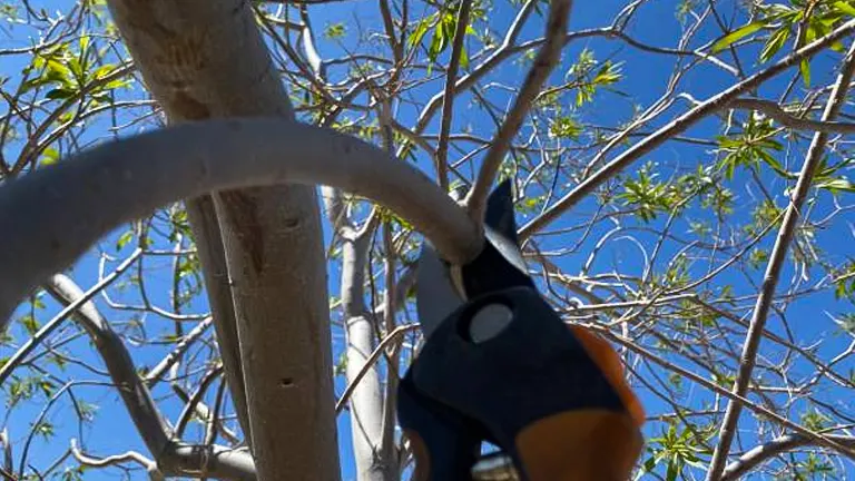 Pruning shears positioned against a eucalyptus tree's branch, ready to trim, with a clear blue sky in the background.