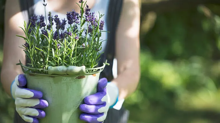 Gardener holding a pot of lush lavender plants, wearing gloves with purple fingertips, ready for planting.