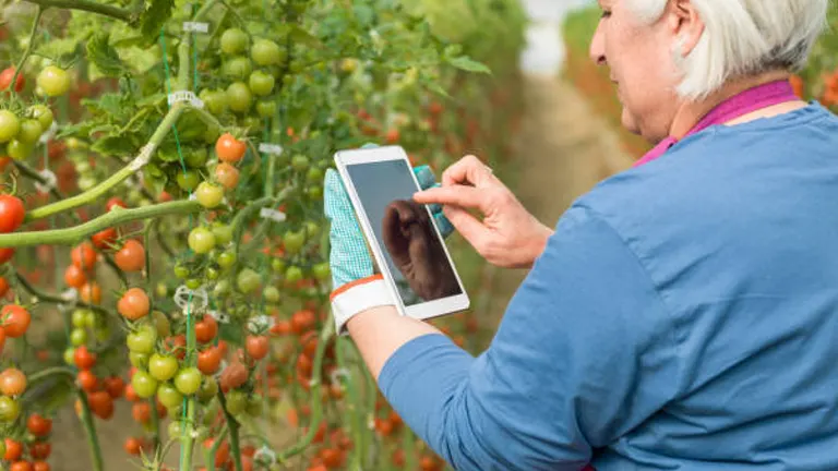 An elderly woman with white hair is using a tablet to examine or record information about tomato plants in a greenhouse.