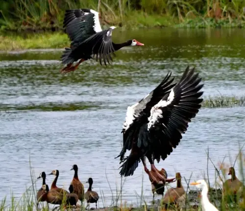 A gathering of birds, including Spur-winged Geese, stands in the water, engaged in communication.