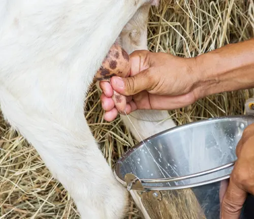 A person milking a cow with a bucket, showcasing the benefits of raising Saanen goats.