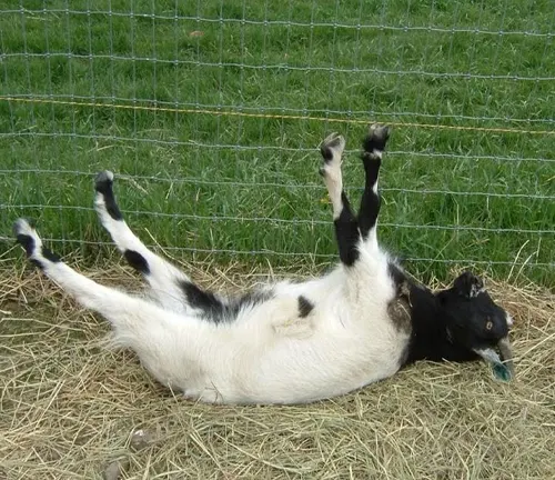 A fainting goat rolling on its back in the grass, displaying its characteristic fainting behavior.