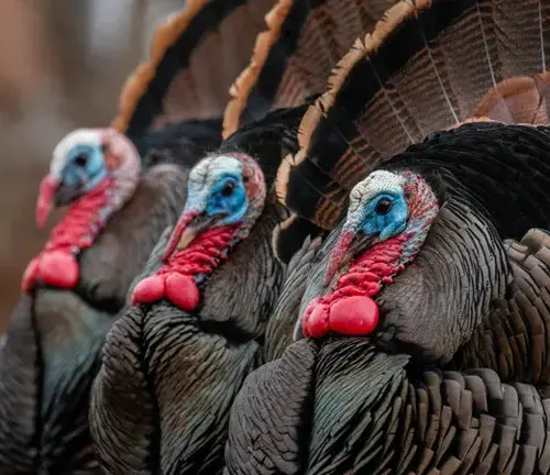 Three Eastern Wild Turkeys with red beaks and blue feathers exhibiting flocking behavior.
