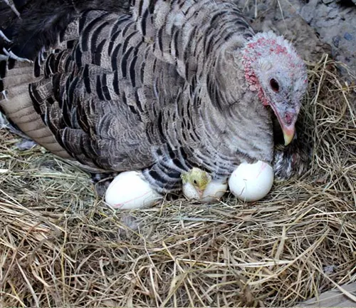 A turkey with eggs in its nest, showcasing the nesting and incubation behavior of the Osceola Wild Turkey.