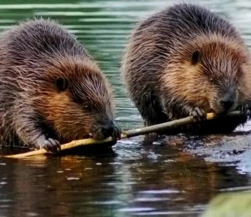 Two North American Beavers playing in the water surrounded by vegetation.