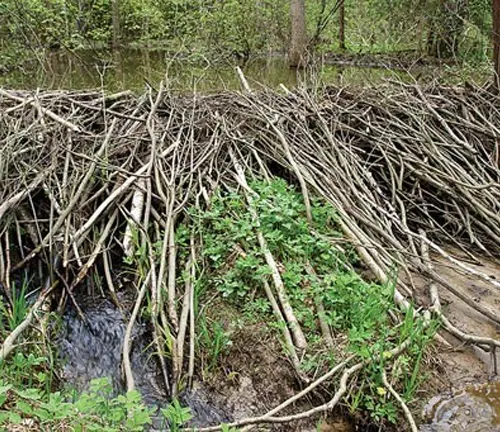 Eurasian Beaver's habitat: a swamp with a stick bridge.