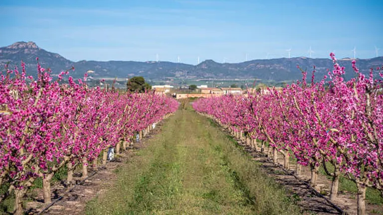 Rows of peach trees in vibrant bloom creating a pink corridor in an orchard, with mountains in the distance.
