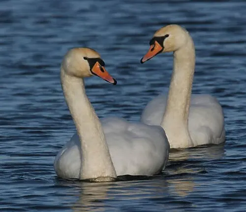 Two Mute Swans swimming together in the water, showcasing their strong pair bonds.