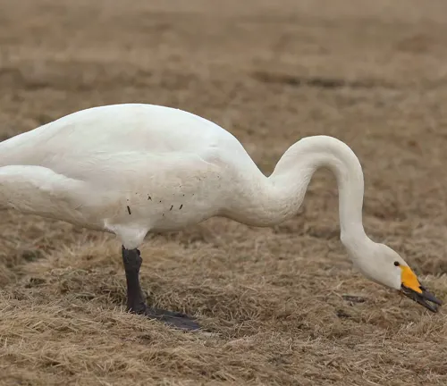 A "whooper swan" feeding on grass in a field.