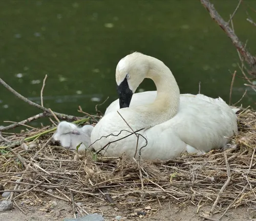 A Trumpeter Swan and her baby peacefully rest in their nest, showcasing the beauty of mating and nesting behavior.