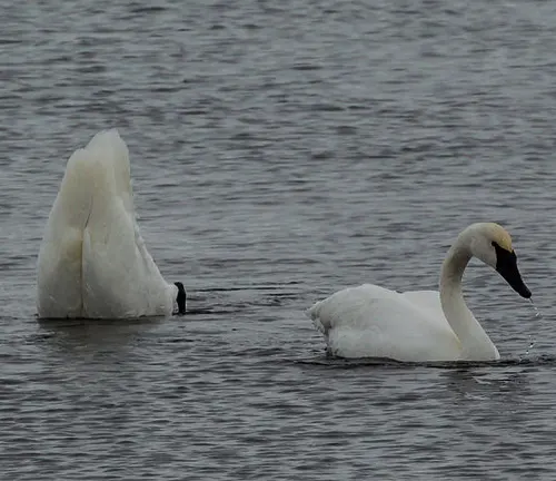 Two Tundra Swans gracefully glide on the water's surface, swimming side by side, showcasing their feeding habits.