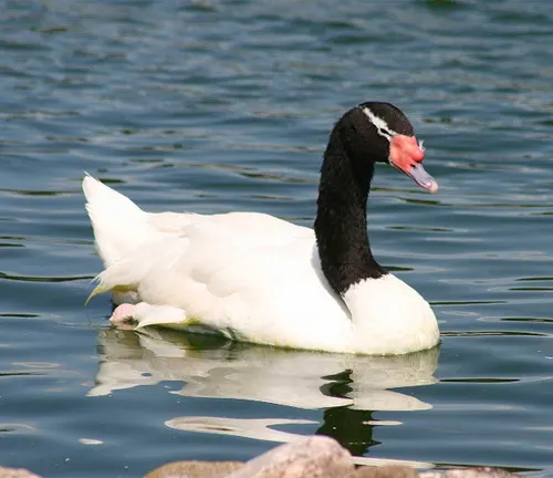 Black-necked Swan swimming gracefully on calm water.
