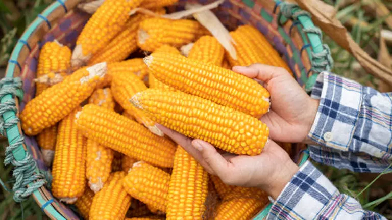 Hands in a plaid shirt holding several ripe, yellow corn cobs over a basket full of harvested corn.